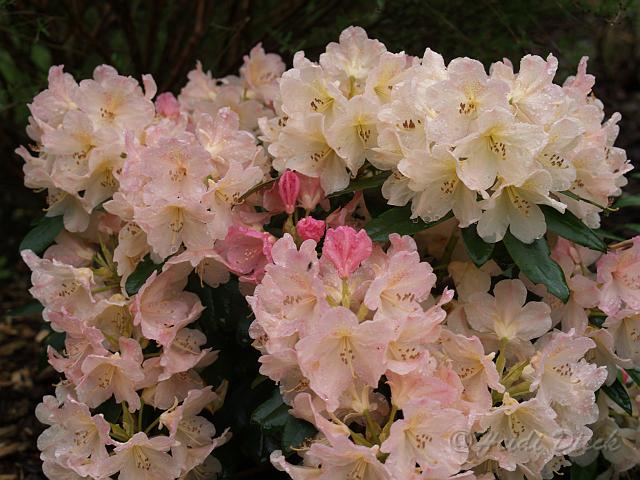 Rhododendron yak Percy Wieseman.JPG